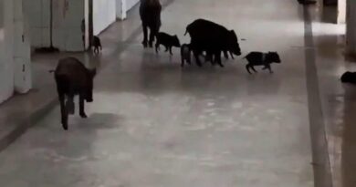Video of Pigs wandering