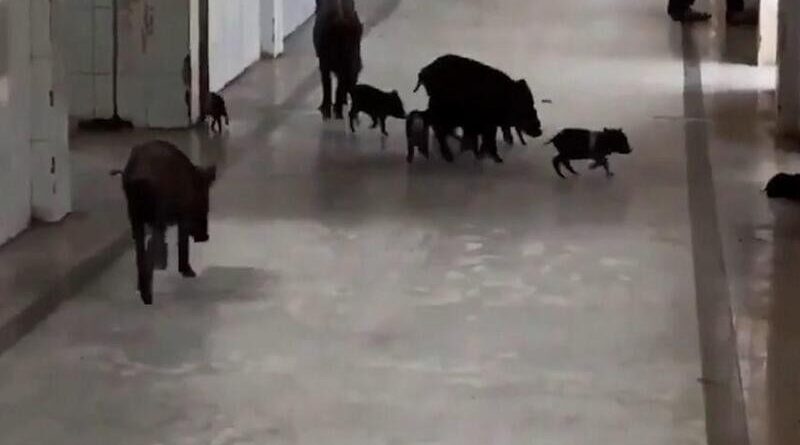 Video of Pigs wandering