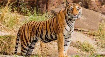 Tiger Involves Both Prides And Worry For Kaziranga National Park