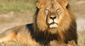 Campaign will be started for the conservation of lions and dolphins