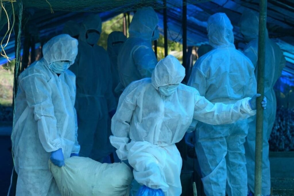 Bird flu: