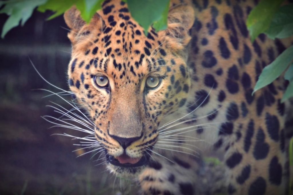 Leopard panic in Karnataka
