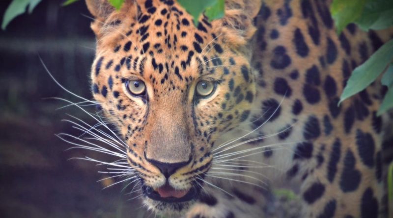 Leopard panic in Karnataka