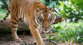 Tiger Synonymous With Terror In 40 Villages Of UP Has Been Caught