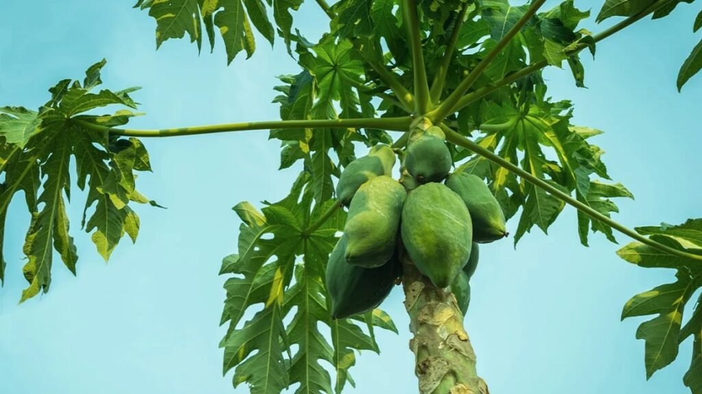 Raw Papaya: Eating raw papaya