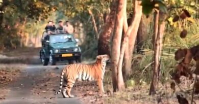 Pilibhit Tiger Reserve:
