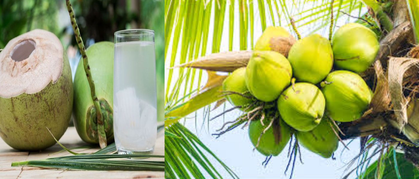 Unlock Health Secrets: Discover the Incredible Benefits of Drinking Coconut Water