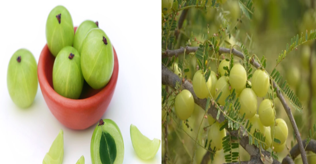 Unlocking the Health Secrets of Amla