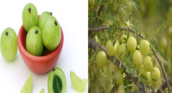 Unlocking The Health Secrets Of Amla: Your Ultimate Guide To Its Benefits