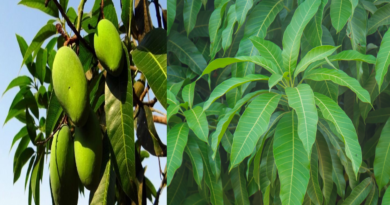 Mango Leaves Benefits: From Diabetes to Kidney