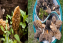 Guchhi Mushrooms: The World's Most Expensive Mushroom