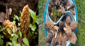 Guchhi Mushrooms: The World’s Most Expensive Mushroom Found In Kashmir