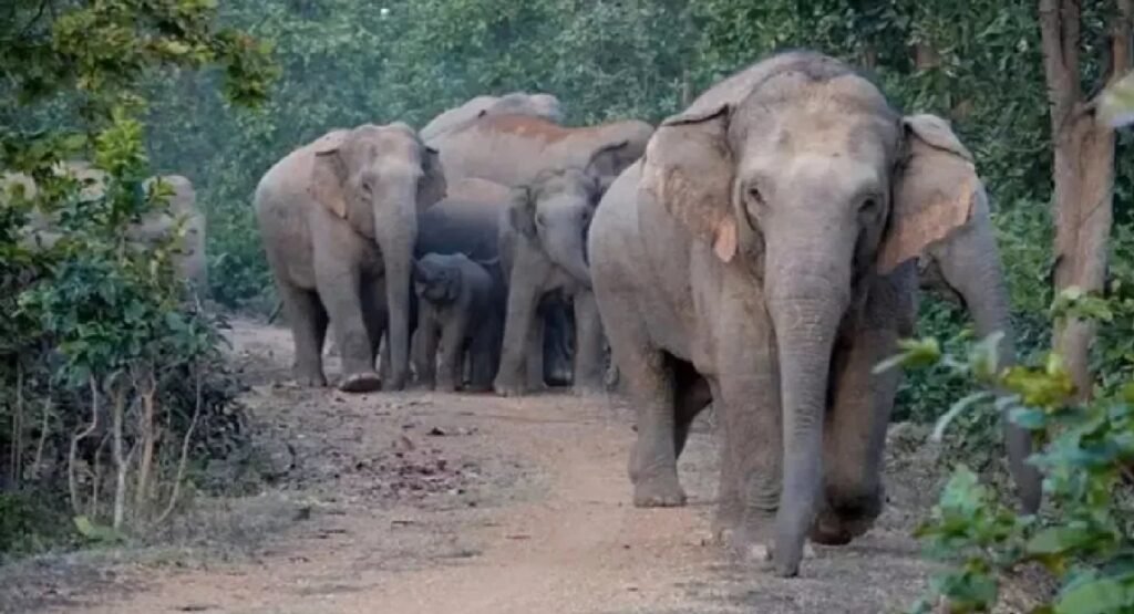 Elephants Use Earth as a Phone: Secrets of Their Incredible Communication System